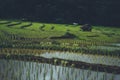 Rice field Young rice in the Asian growing season