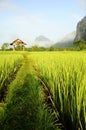 Rice fields