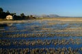 Rice Fields