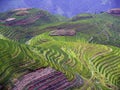 Rice Fields 5 Royalty Free Stock Photo