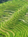 Rice Fields 6 Royalty Free Stock Photo