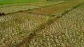 Rice fields affected by severe drought Royalty Free Stock Photo