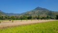 Rice fields affected by severe drought Royalty Free Stock Photo