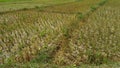 Rice fields affected by severe drought Royalty Free Stock Photo