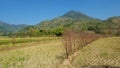 Rice fields affected by severe drought Royalty Free Stock Photo