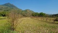 Rice fields affected by severe drought Royalty Free Stock Photo