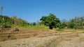 Rice fields affected by severe drought Royalty Free Stock Photo