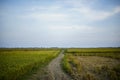 rice fields in the afternoon by footpaths Royalty Free Stock Photo