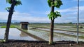 Rice fields are agricultural land that is plotted and bounded by embankments, channels to hold or channel water. Royalty Free Stock Photo