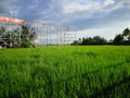 rice fields near kalibo airport Royalty Free Stock Photo