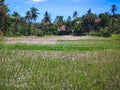 Rice Fields Area Affected By Drought Cannot Be Planted At Ringdikit Village Royalty Free Stock Photo