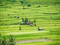 Rice fields in Bali Indonesia