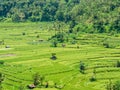 Rice fields in Bali Indonesia
