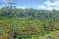 Rice fields in Bali Indonesia Royalty Free Stock Photo