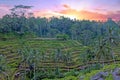 Rice fields in Bali Indonesia Royalty Free Stock Photo