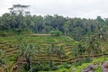 Rice fields in Bali Indonesia Royalty Free Stock Photo