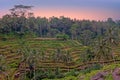 Rice fields in Bali Indonesia Royalty Free Stock Photo