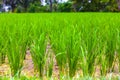 Rice fields in Bali island, Ubud, Indonesia. Royalty Free Stock Photo