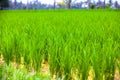 Rice fields in Bali island, Ubud, Indonesia. Royalty Free Stock Photo