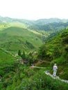 Rice fields and bamboos