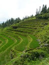 Rice fields and bamboos