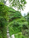 Rice fields and bamboos