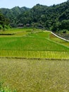 Rice fields and bamboos