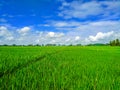 Rice fields with beautiful blue sky and clouds Royalty Free Stock Photo
