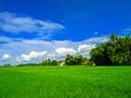 Rice fields with beautiful blue sky and clouds Royalty Free Stock Photo