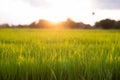 Rice fields in a beautiful sunset Royalty Free Stock Photo