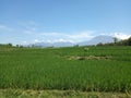 Rice fields beautyfull landscape