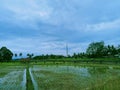 The rice fields that began to be planted with rice and witnessed by the sky were so beautiful