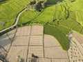 Rice fields are being harvested Royalty Free Stock Photo