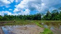 the rice fields being worked on by the farmer in the manual Royalty Free Stock Photo