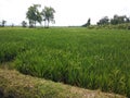 rice fields