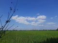 rice fields and blue skies that soothe the eyes Royalty Free Stock Photo