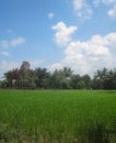 Rice fields with blue sky Royalty Free Stock Photo