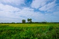 Rice fields and blue sky in Thailand Royalty Free Stock Photo
