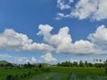 rice fields with a bright blue sky background. seen a mosque with a golden dome in the distance on the island of Lombok, Indonesia