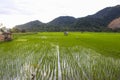 rice fields with broken mountain views Royalty Free Stock Photo