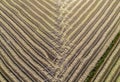 Rice fields. Cereal field after harvest forming oblique lines. Royalty Free Stock Photo