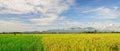 Rice fields at Chaudok town in Angiang, Vietnam Royalty Free Stock Photo