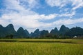 Rice fields in china in the province of yangshuo city Royalty Free Stock Photo