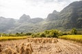 Rice fields in china in the province of yangshuo city Royalty Free Stock Photo