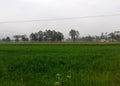 Rice fields in Chinese village