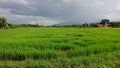 Rice fields in Ching mai