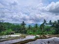 rice fields, coconut trees under the blue sky Royalty Free Stock Photo