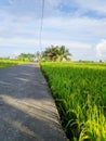 Rice Fields in The Countryside