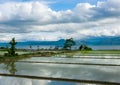 Rice fields covered with water and reflections of clouds. Royalty Free Stock Photo