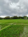 rice fields with dark clouds Royalty Free Stock Photo